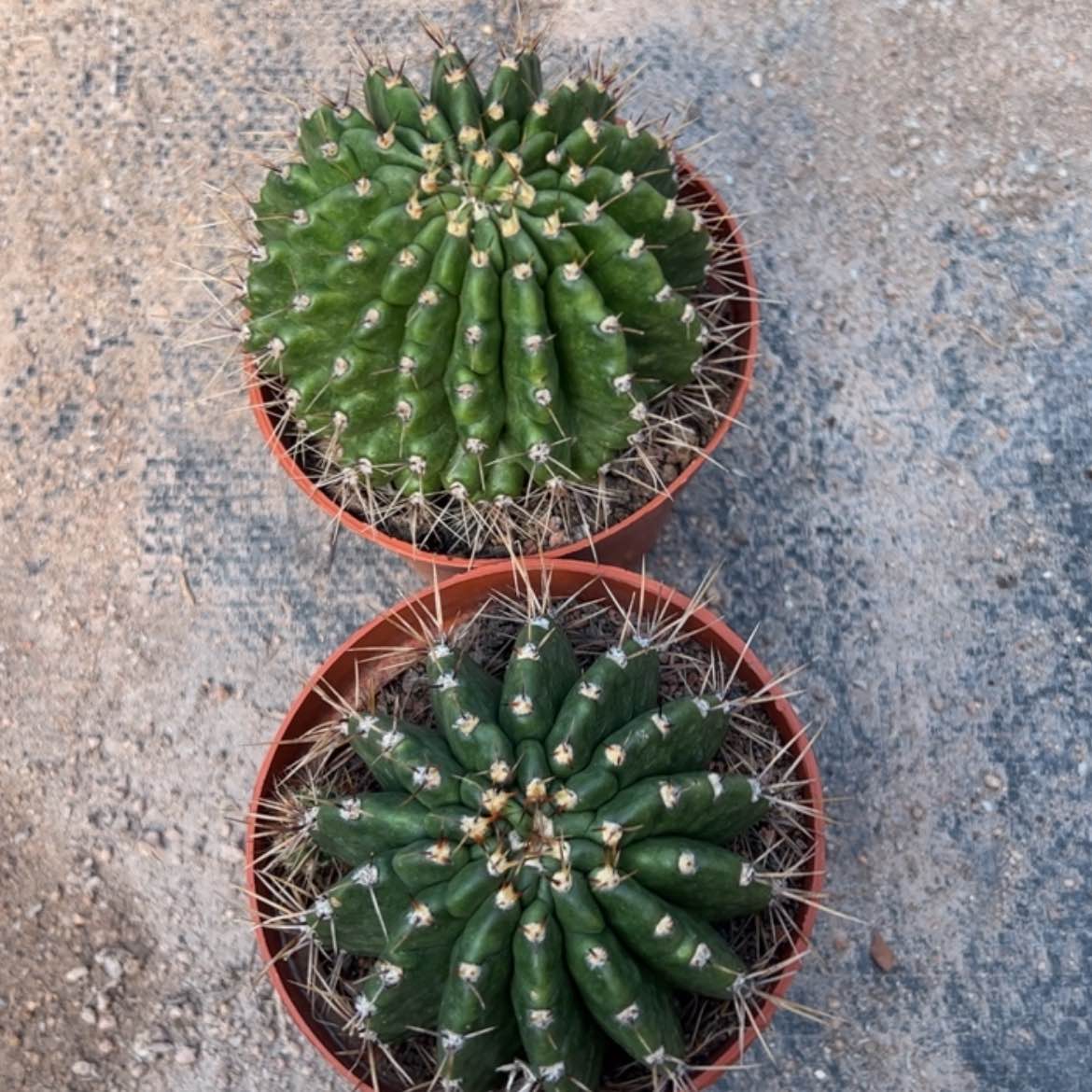 【闪购商品】凤羽10号