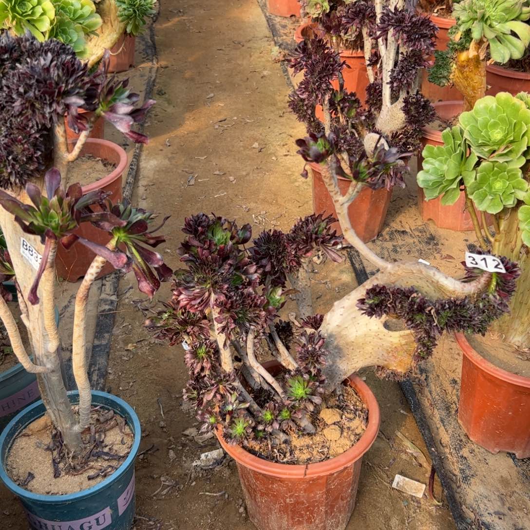 有伤黑缀312官府40