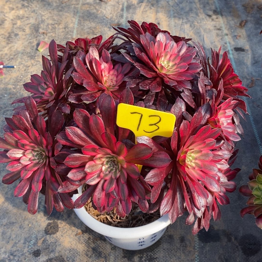 73铜壶超白一物一物一拍