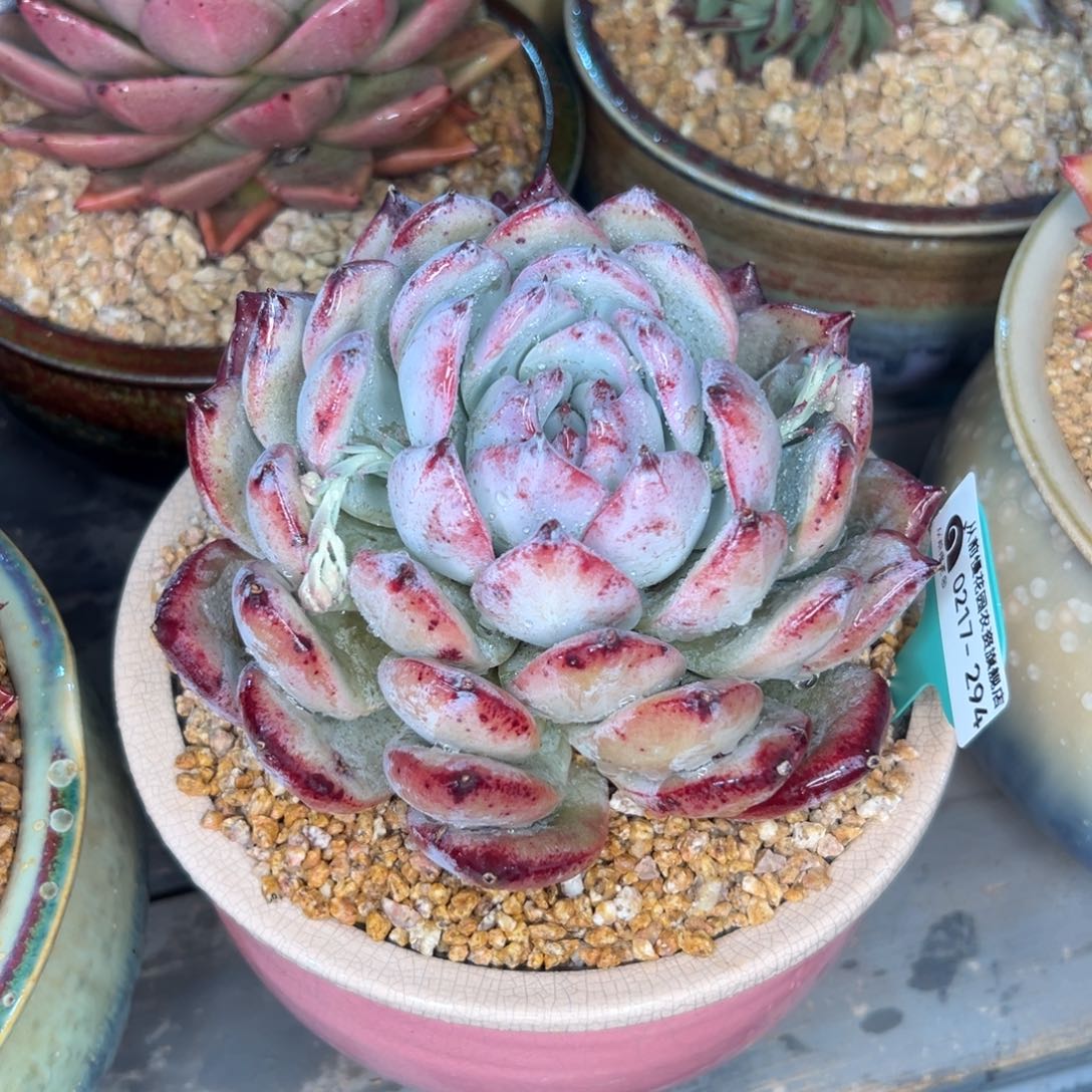 多肉一物一拍0217-294