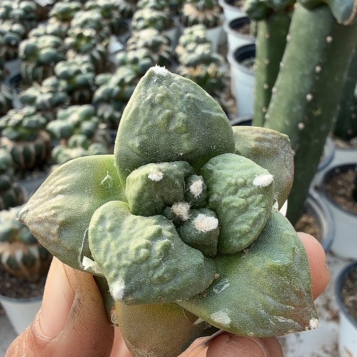 无花朵643大尤哥斯拉锦