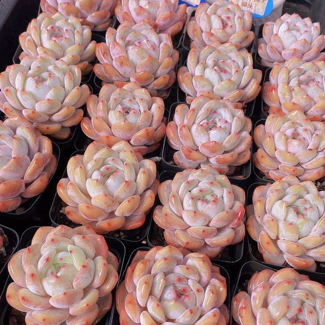 量拍140号 韩版橙梦露大单头一个