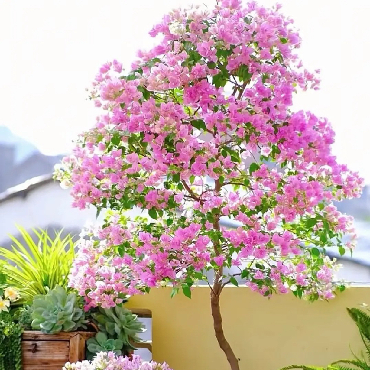 漳红樱三角梅花卉勤花四季开花适合庭院阳台盆栽