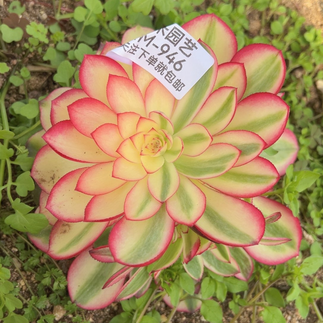 荔枝多肉植物946