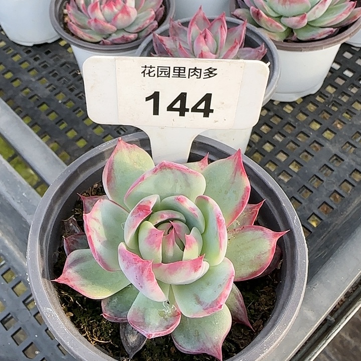 144 惊鸿仙子多肉植物6-9cm