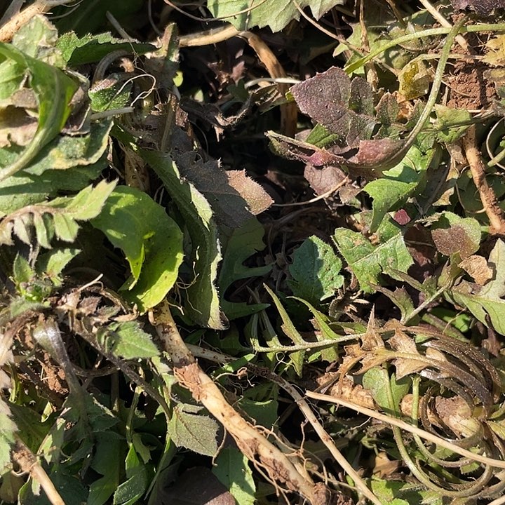 中国大陆纯野生荠菜2.6斤鲜嫩没水洗过