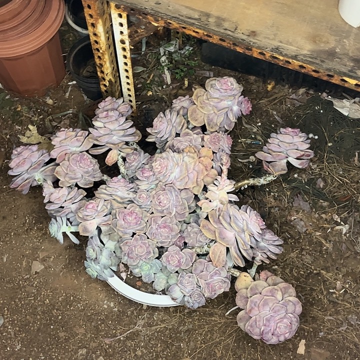 紫乐石化锦大群，一物一拍