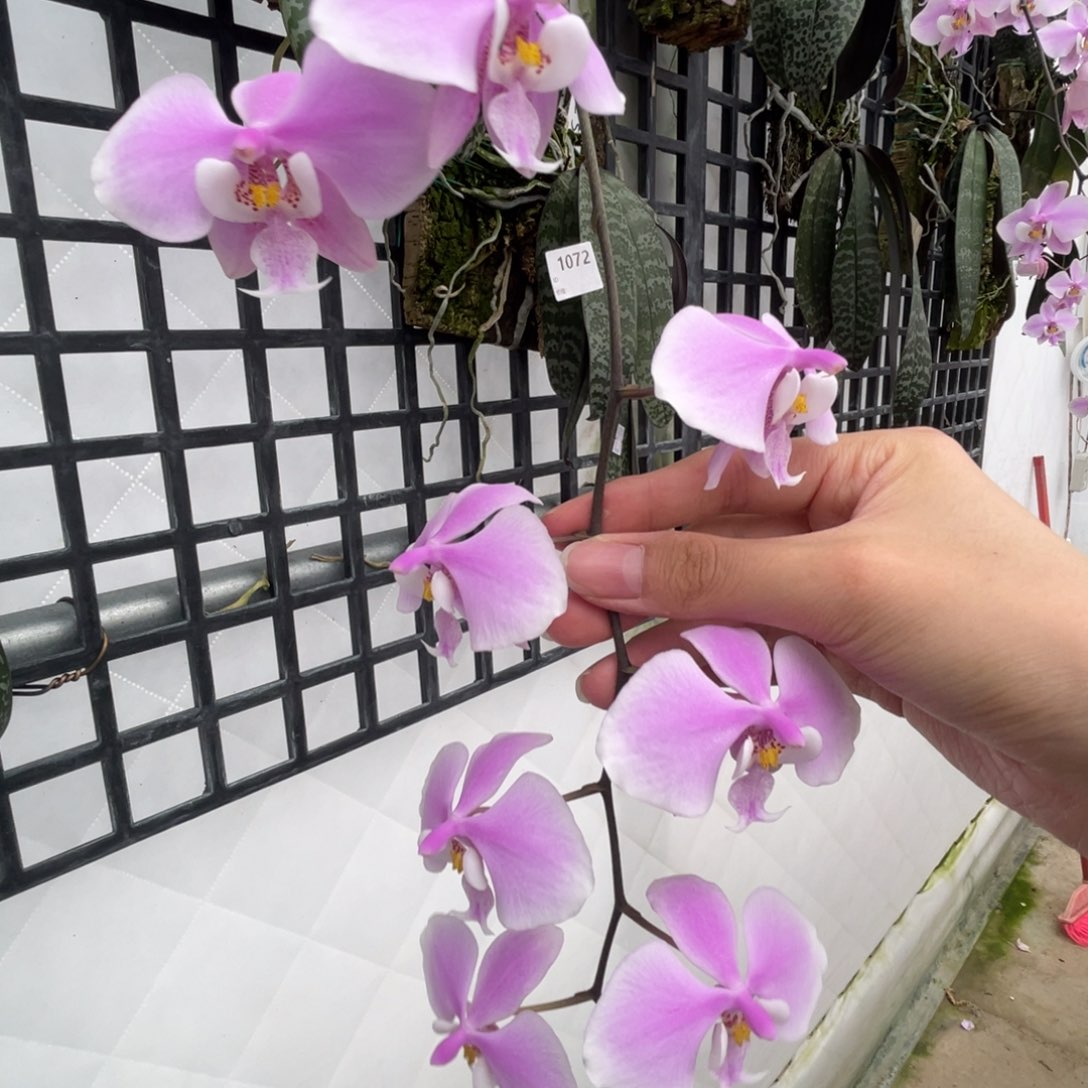 完全开放山菜西-高芽-667