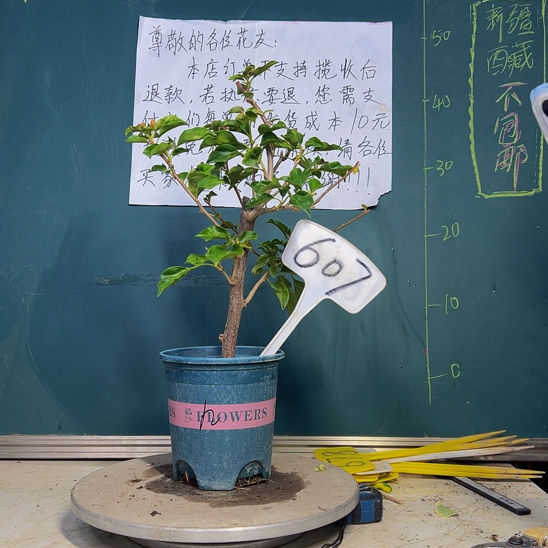 当前无花栽培后可以开花蒙娜丽莎黄 607