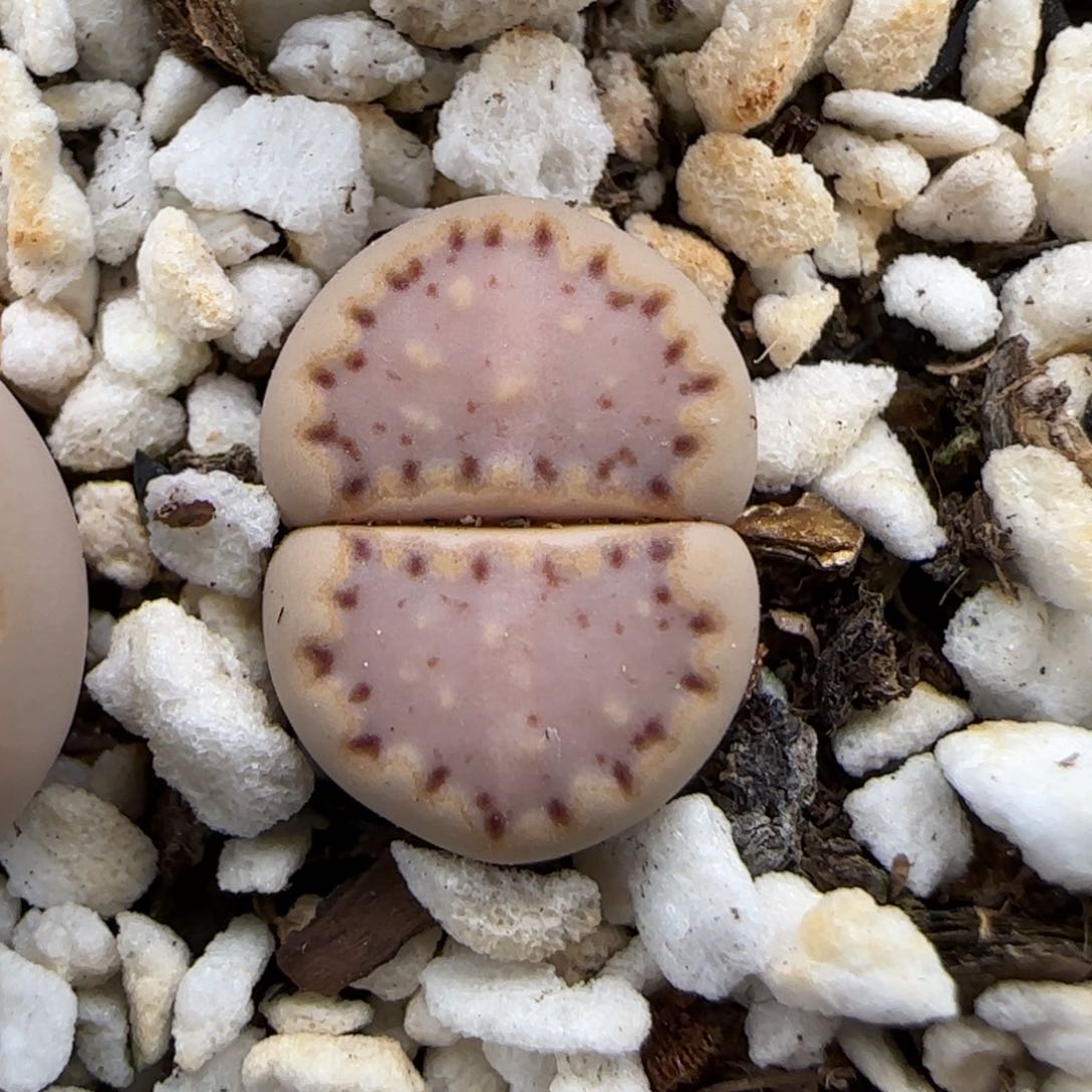 5.31。.015饼干。9193