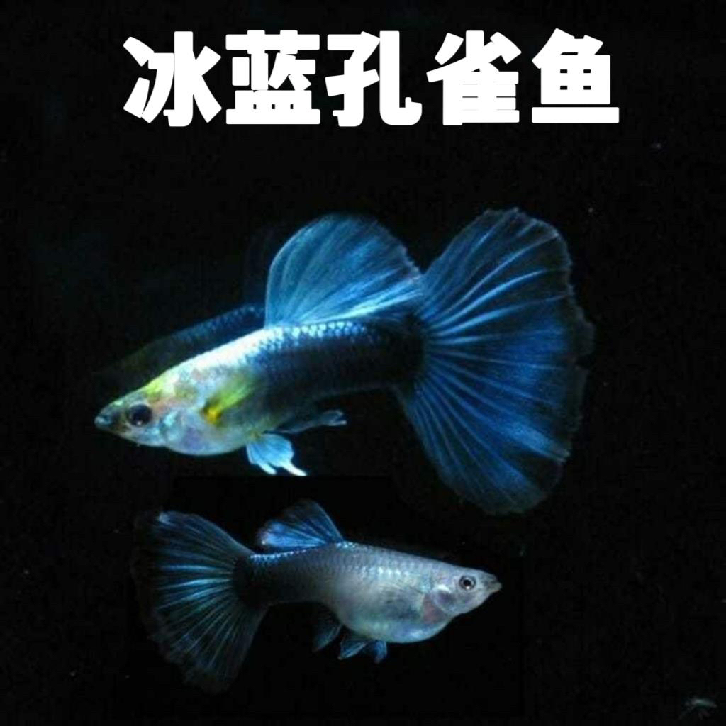 冰蓝孔雀鱼2对 4条（包邮）