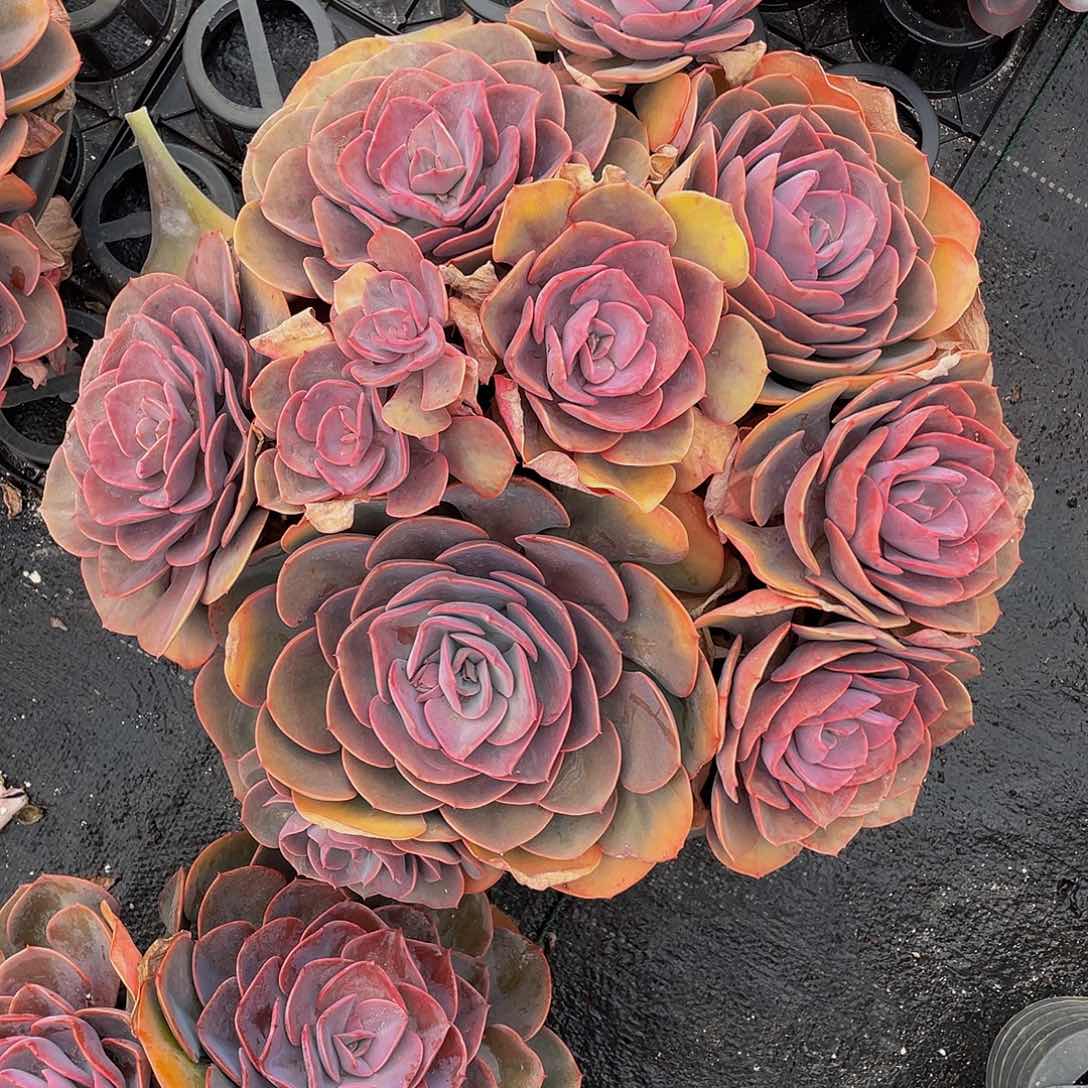 J****茵尘埃玫瑰多肉植物大