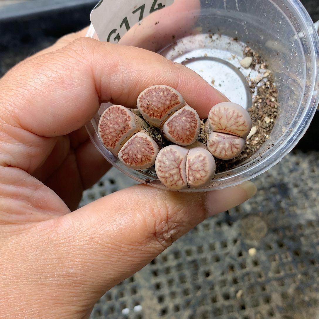 瓶**鱼G176高腿多肉植物保护