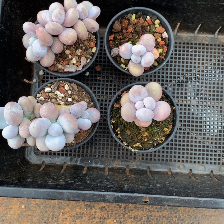 精控奶酪多肉一物一拍