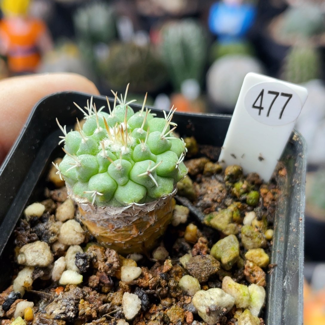 仙人球满28包邮盆5公分长刺菊水2.1公分