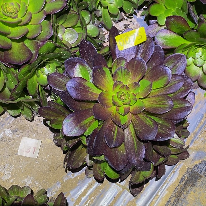 0075花月夜多肉植物