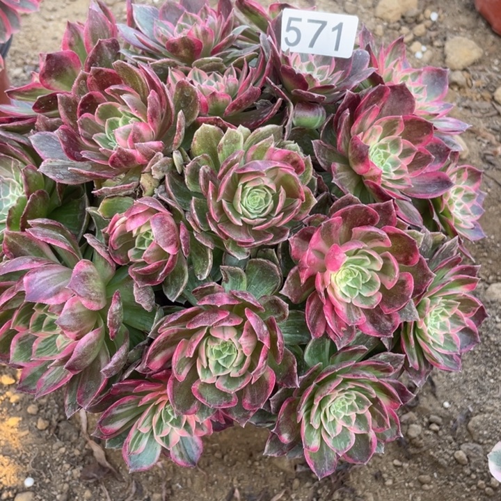 无花朵571万花筒多肉植物
