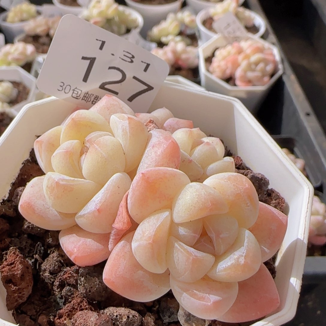 静四头冰玉一颗脱土发货