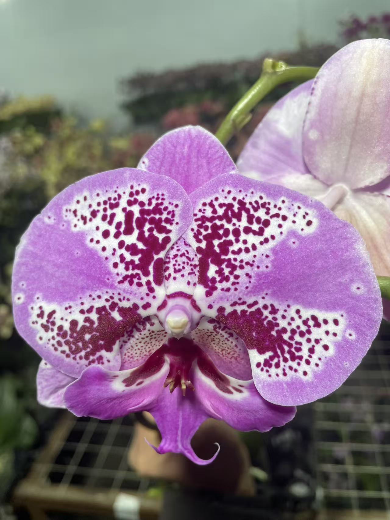 （花蝴蝶） 蝴蝶兰 一颗  云南基地直发