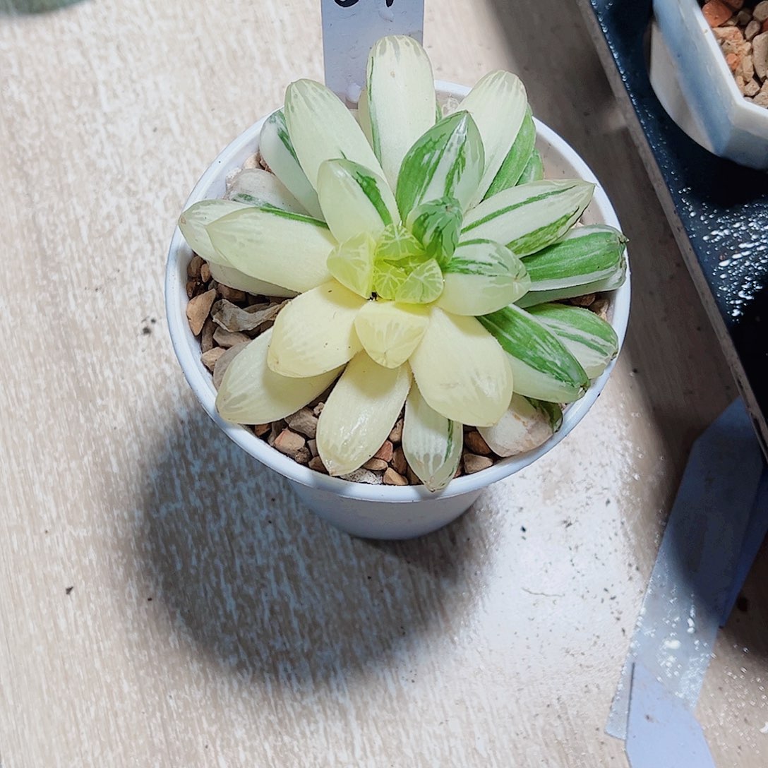 苏州雨露锦新手福利