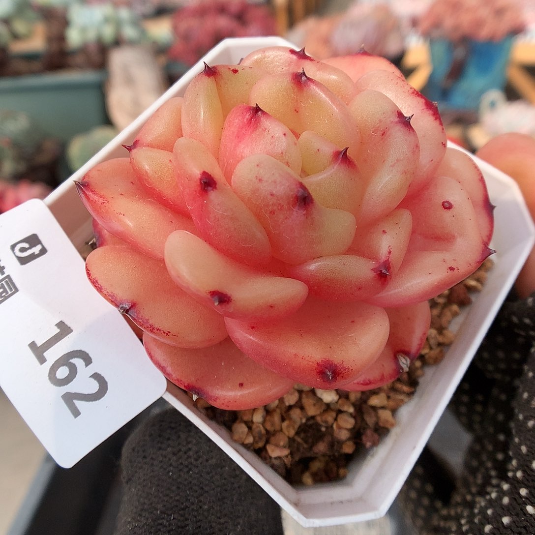 162梦露香莱尔多肉植物