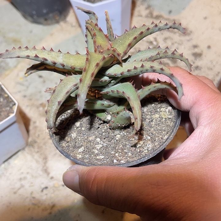 满38包邮2天凑单，脱土晾根发货多肉植物