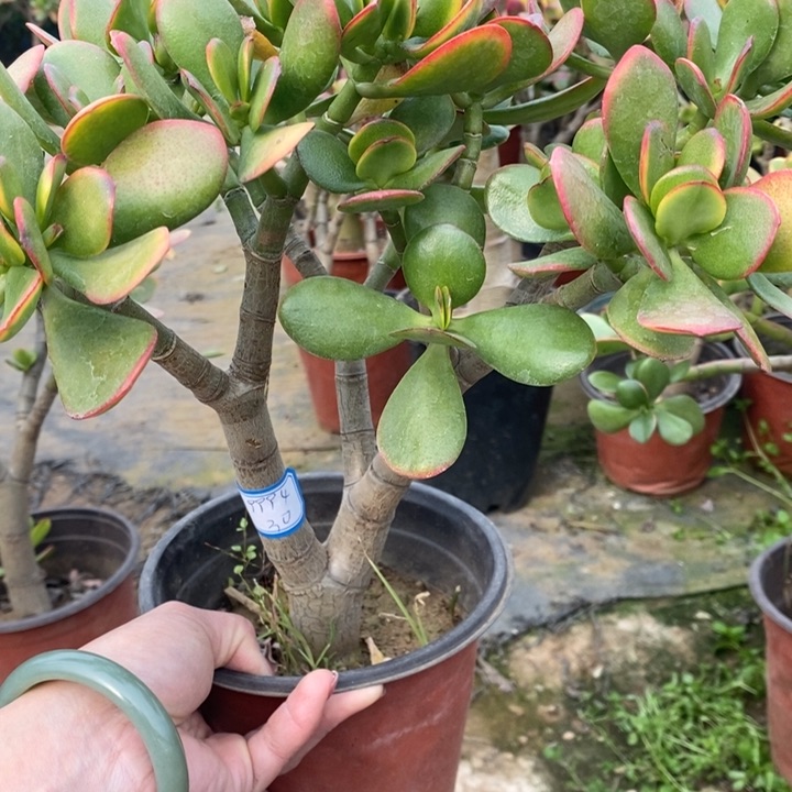 黄金花月一物一拍