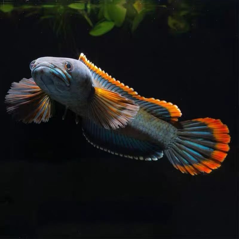 彩虹雷龙鱼冷水淡水活体观赏鱼凶猛耐活入鱼缸后没有售后