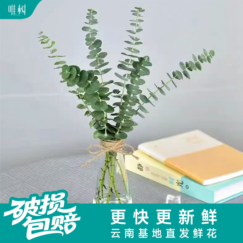 【包邮】唯树尤加利·小叶单枝百搭叶材鲜花花束花礼搭配云南直发