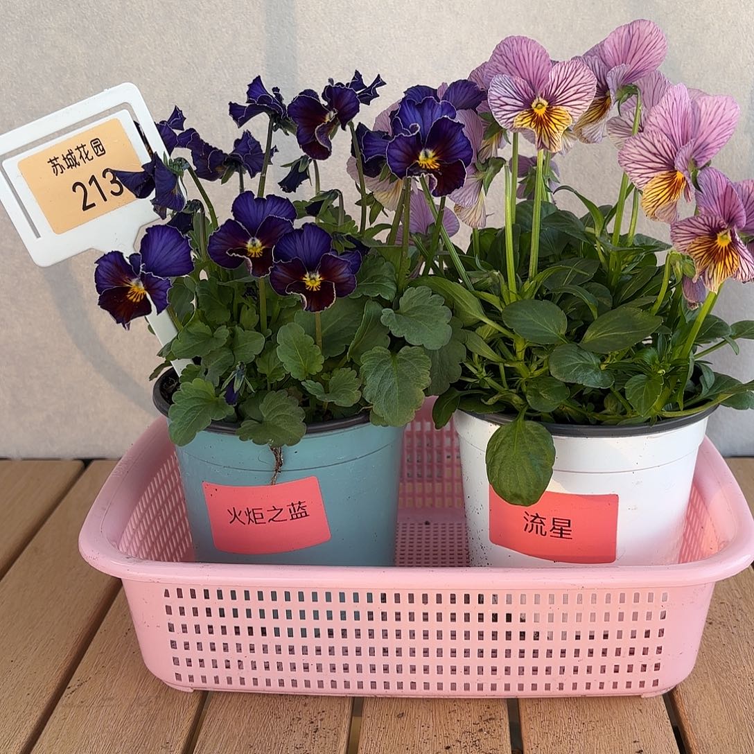 大部分开放少量花苞213