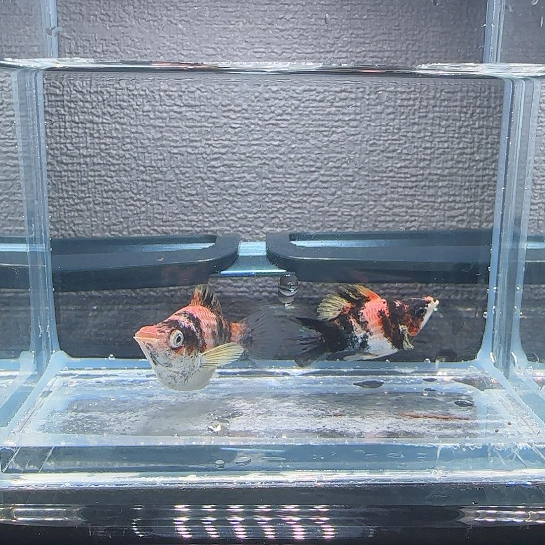 黑玛丽鱼老虎，玛丽，