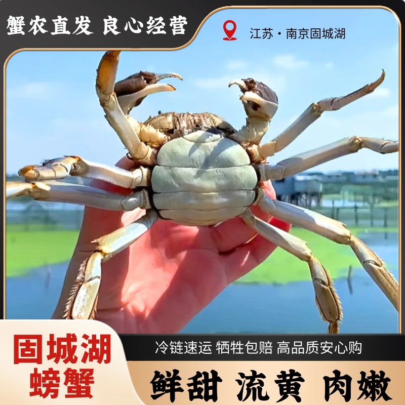 【全母蟹】2.8-3.1两 8-10只 淳鲜记 固城湖精品大闸蟹 鲜活大螃蟹