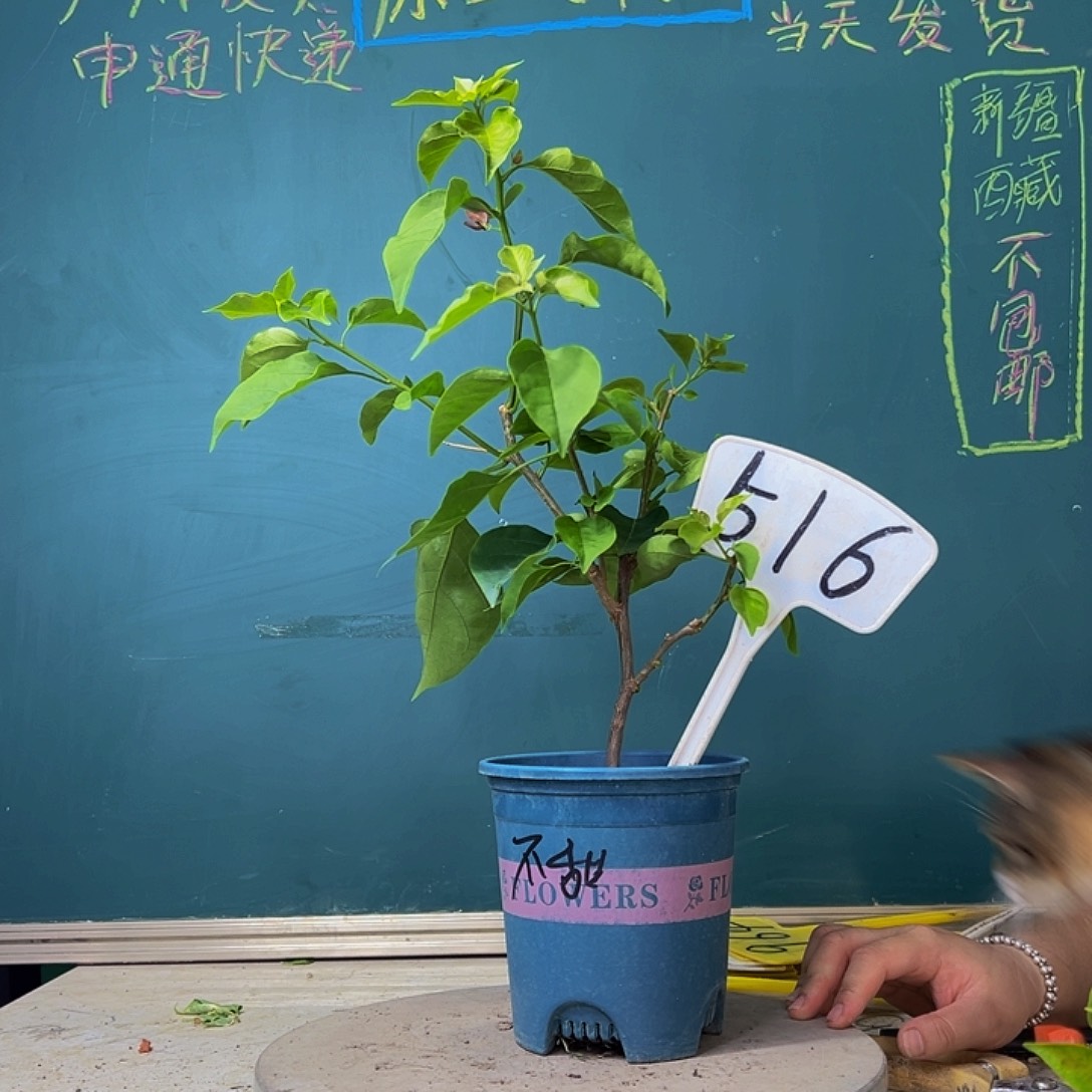 当前无花栽培后可以开花开播 不甜西瓜 516