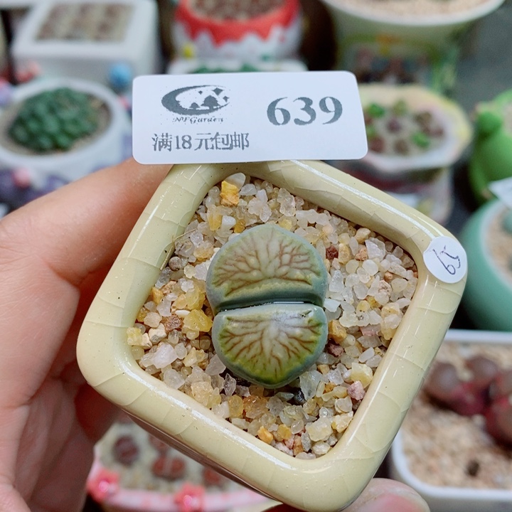 生石花花花花花花花639