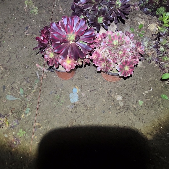 不包侧枝一物一拍21