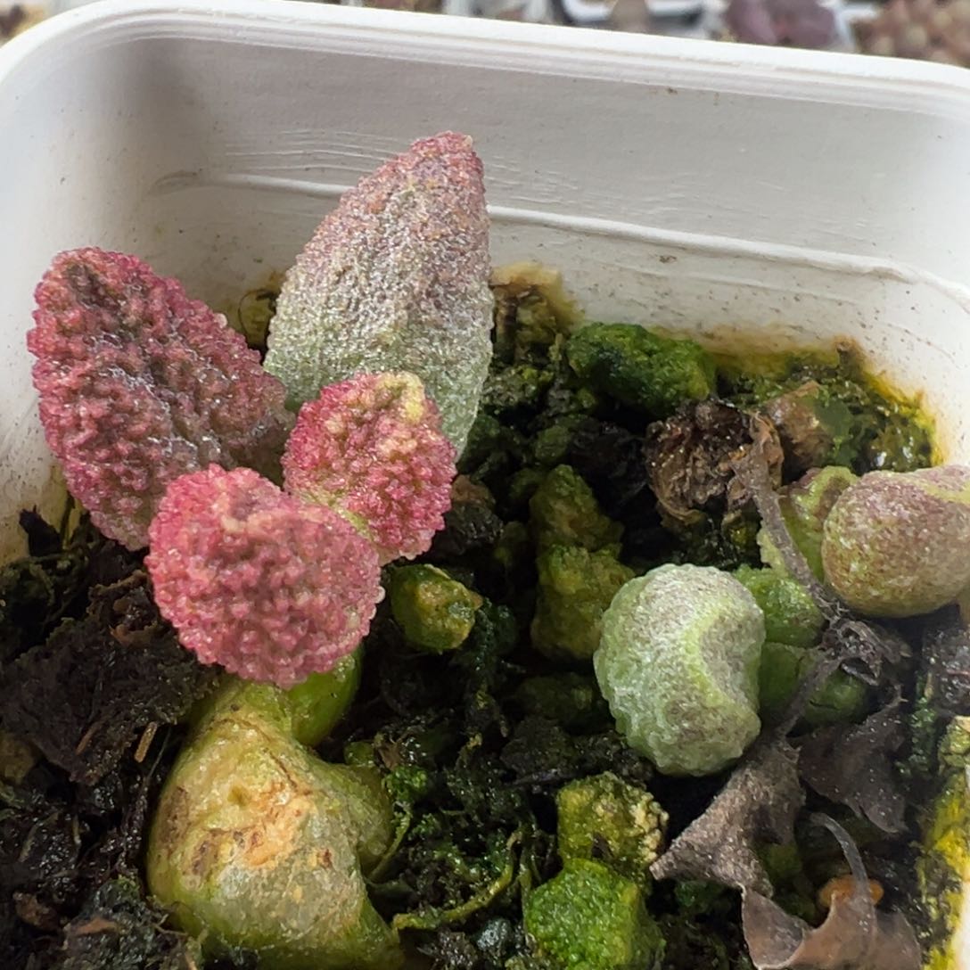 实生新品纯木质桩两颗一起多肉植物