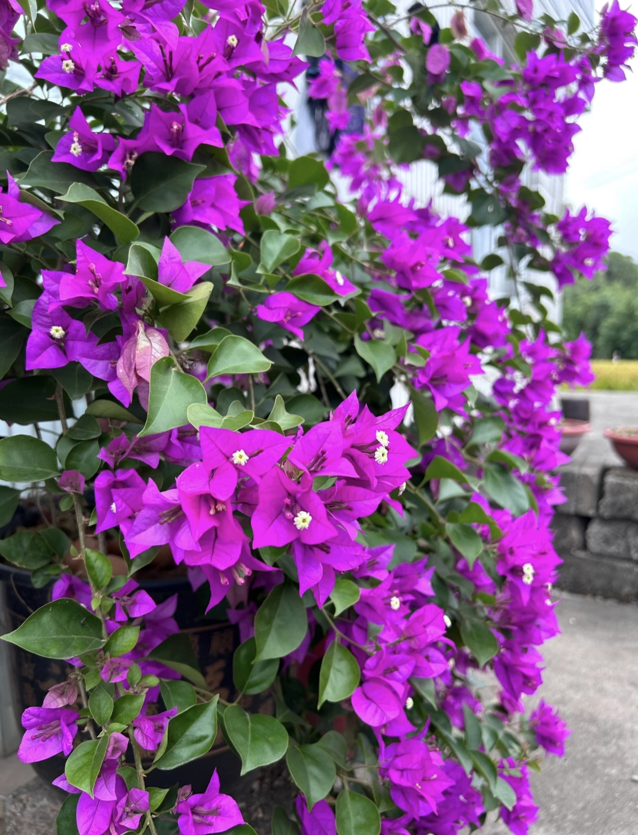 三角梅盆栽四季开花三角梅修剪后原盆原土