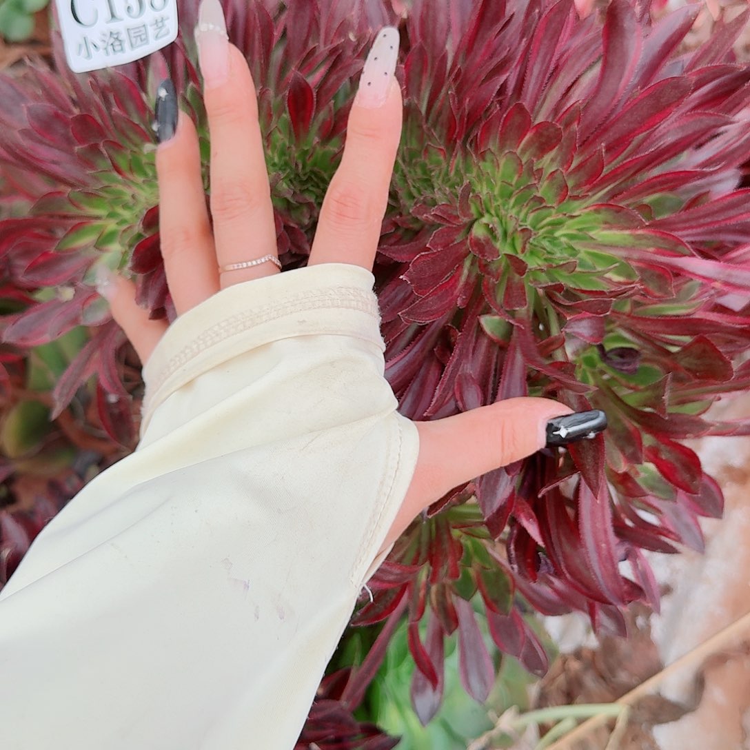 158香奈儿缀化无根不包侧枝