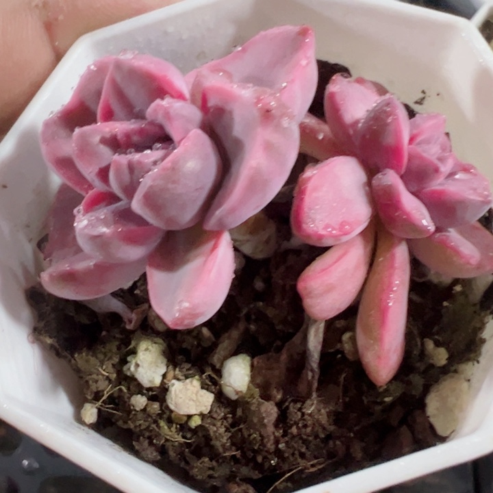 彩虹糖锦精品多肉植物