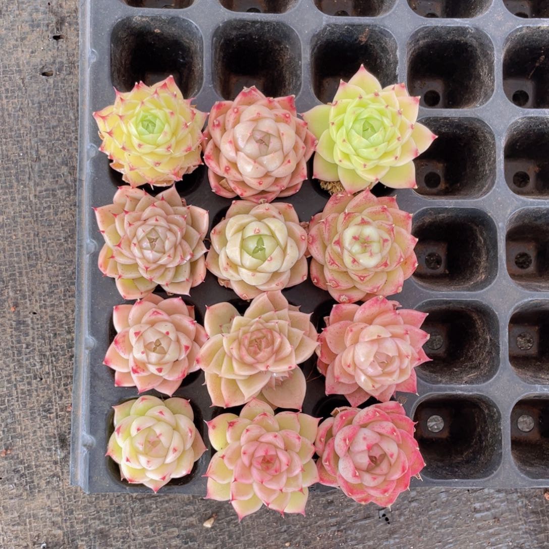 我们的生活方式是什么022