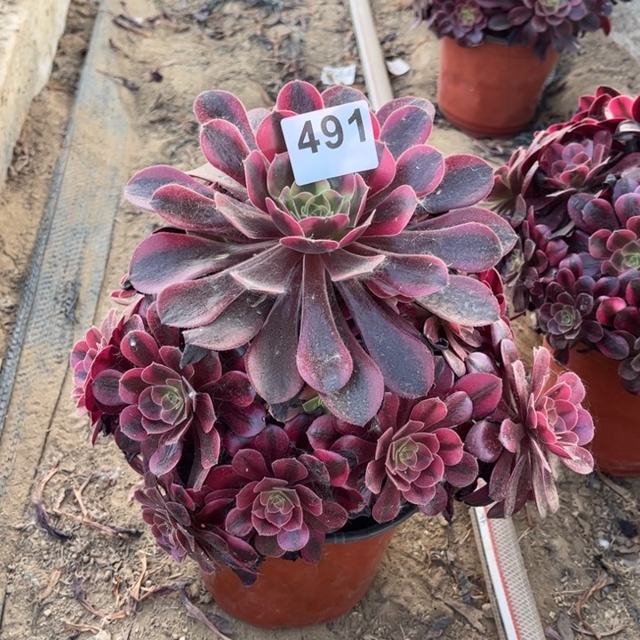 美杜莎491不包断枝