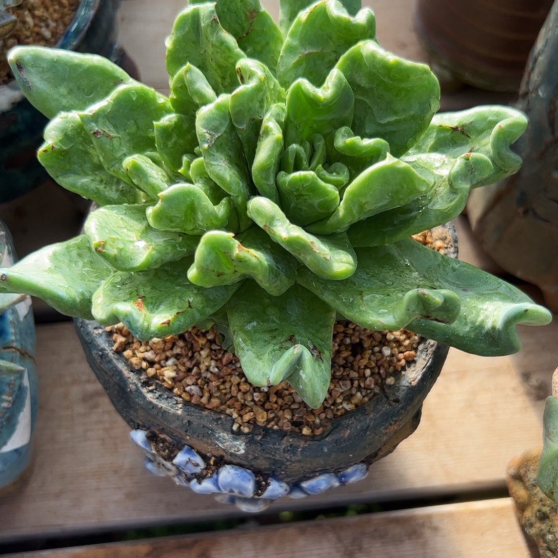 W***.4975变异绿拇指杂交