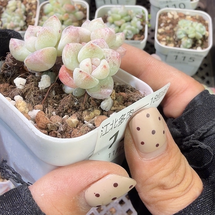 125 号到手1颗一物一拍