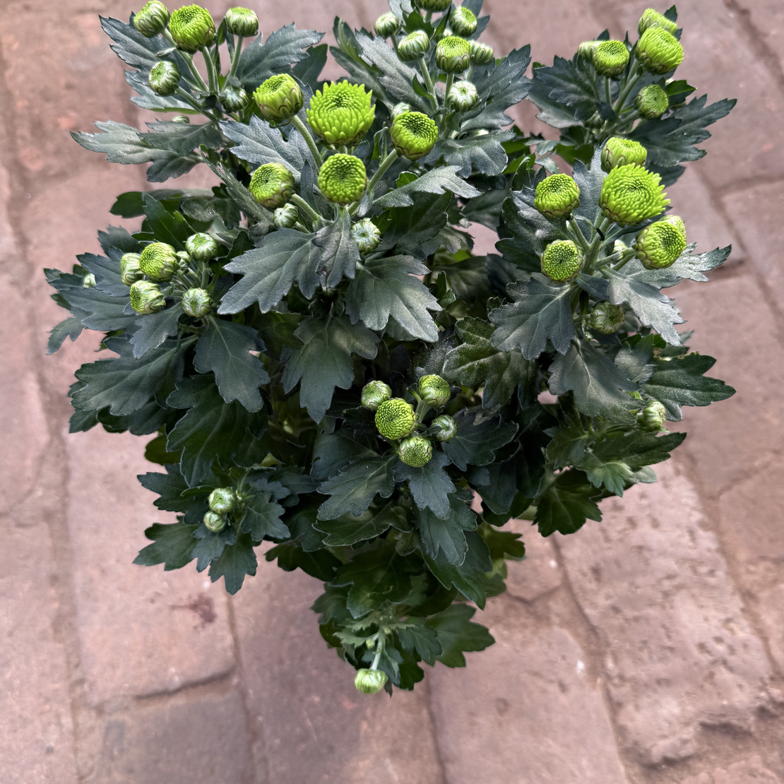 绿色小菊花盆栽带花