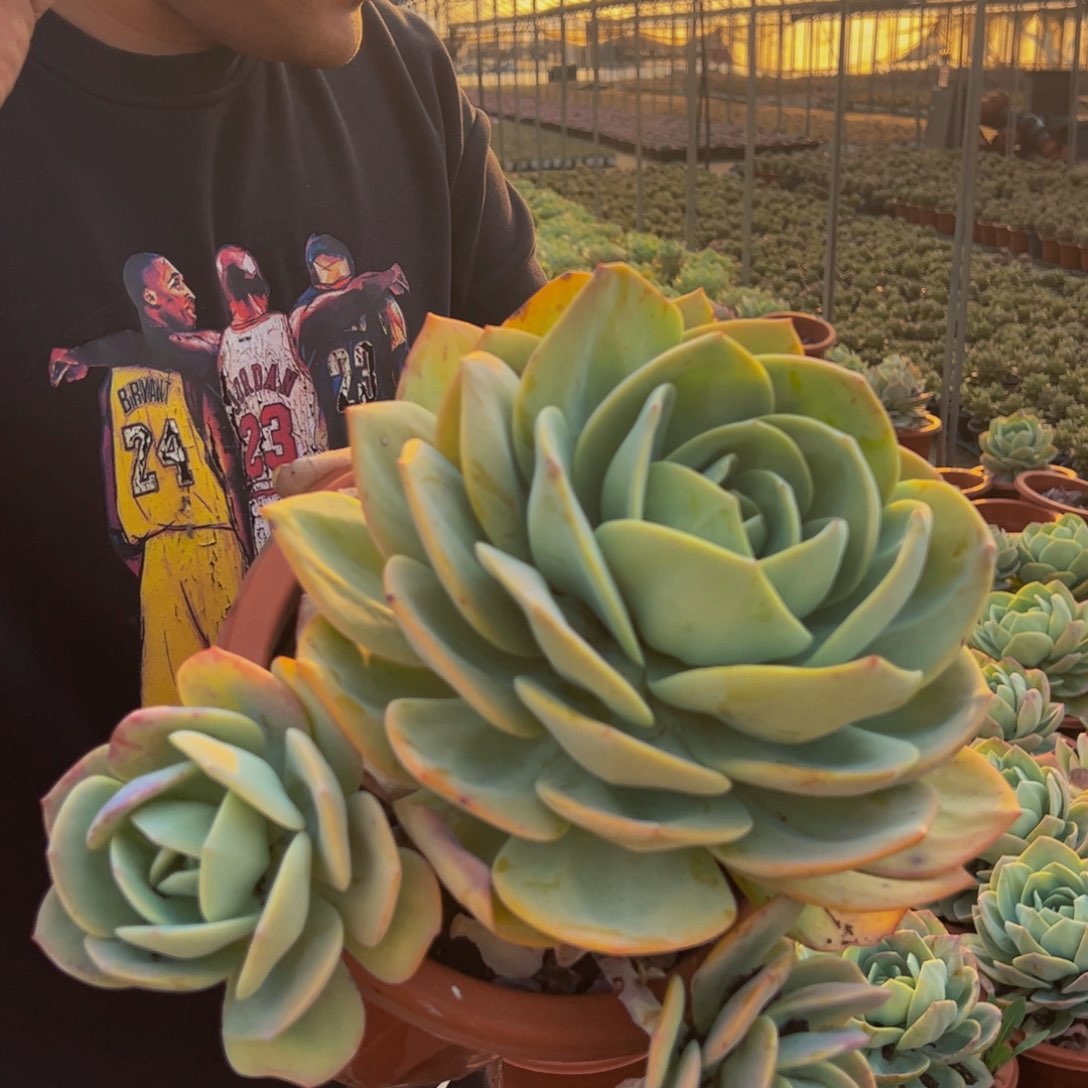白凤超级大单头群生多肉