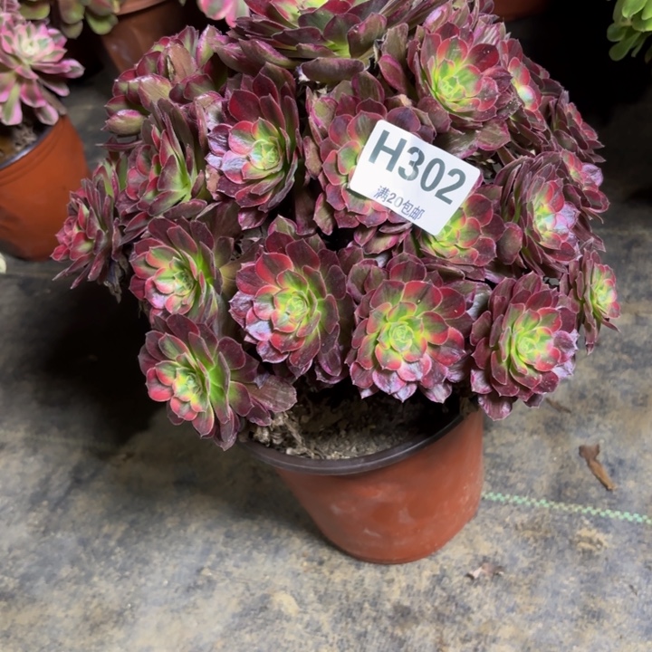 瑞妈，。。？？？？302安娜，