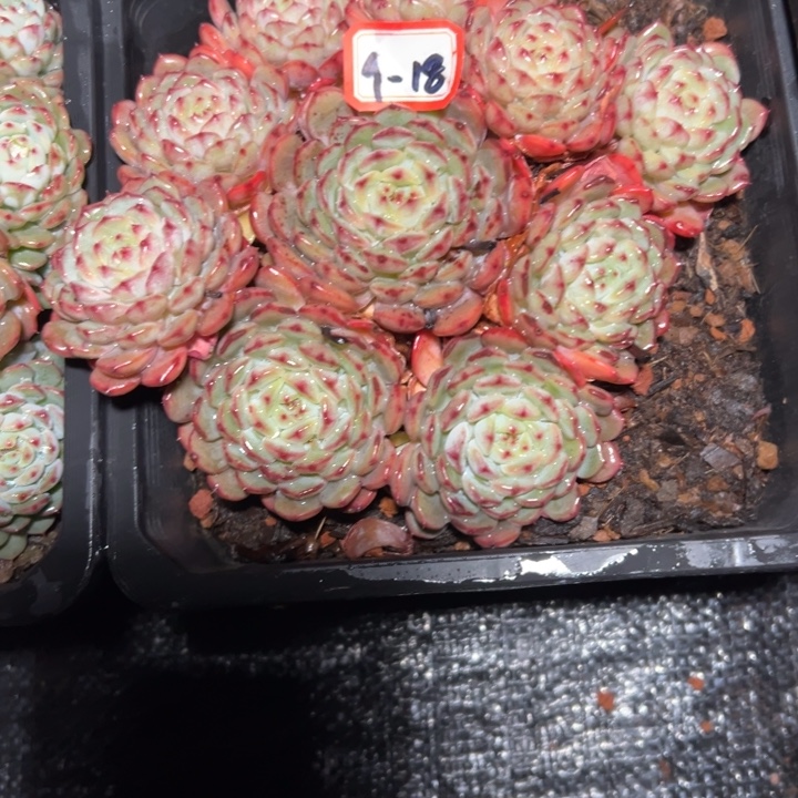 D***丽精品多肉植物老桩