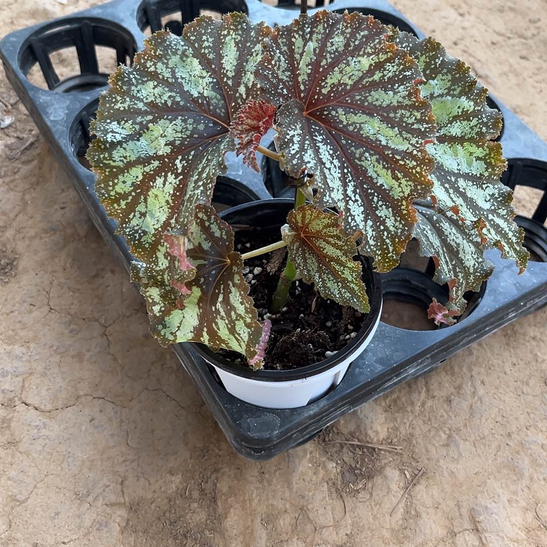 不开花植物斑叶河北