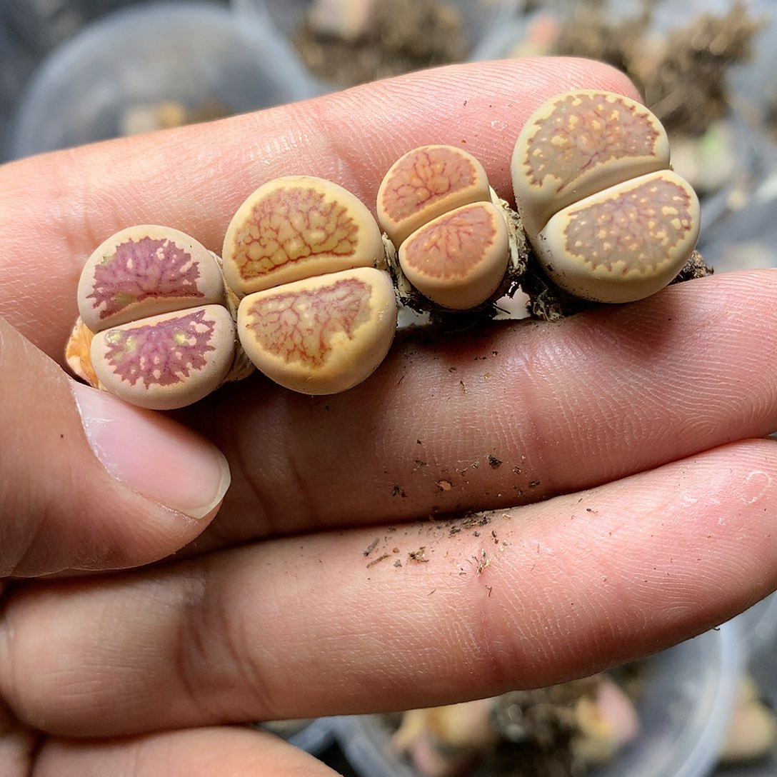 B965特价的油画菊多肉
