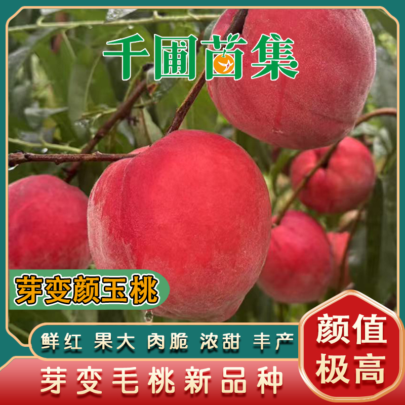 芽变颜玉桃苗/早熟大果肉脆浓甜丰产/口感风味出众桃品种全能选手